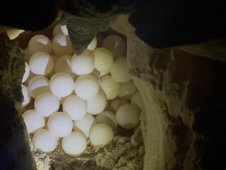 Xem Rùa Đẻ Trứng Hòn Bảy Cạnh