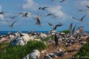 Hòn Trứng Côn Đảo - Hon Trung Islet 10 511178961 1147716794037833 7855431193395635842 N